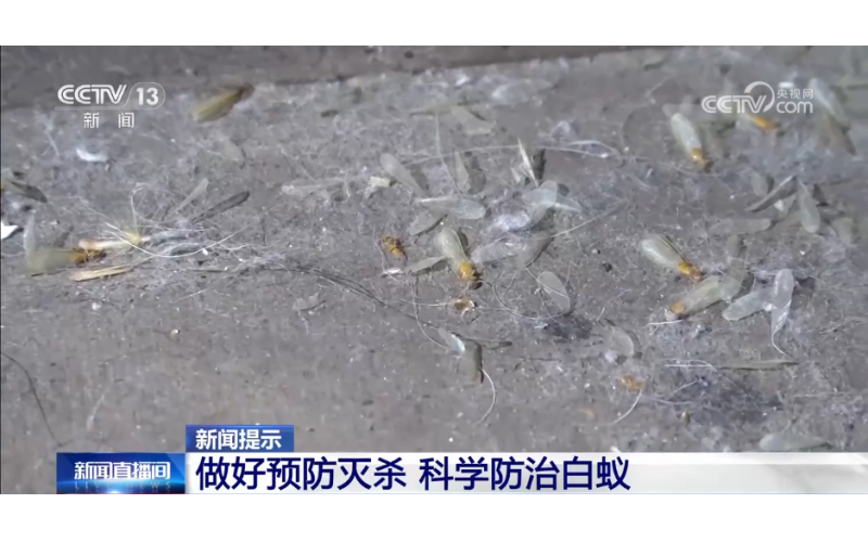 家白蟻進(jìn)入繁殖活躍期 如何預(yù)防滅殺白蟻？這份建議請收好