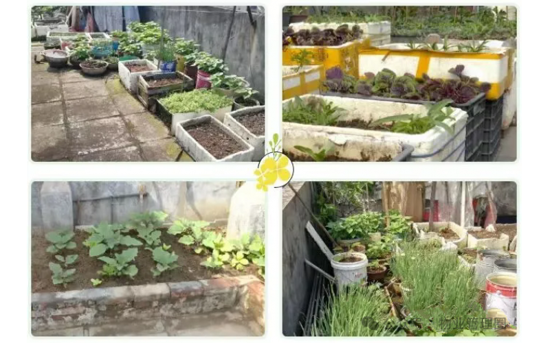 業主在樓頂平臺種植花草苗木，物業有權清理嗎？